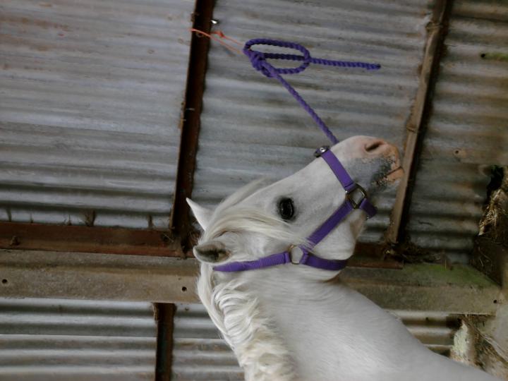 snowy in the barn snowy in the barn